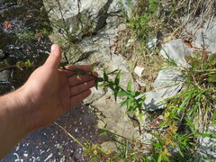 Silphium asperrimum