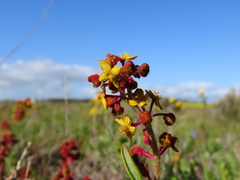 Tetragonia