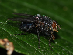Calliphora vicina