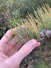 Casuarinaceae