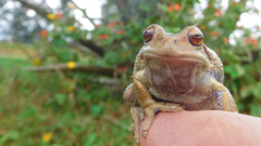 Gastrotheca