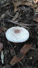 Leucoagaricus americanus