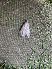 Megaloptera