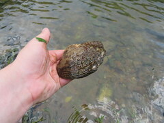 Cyclonaias tuberculata