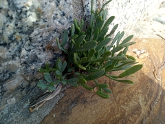 Crithmum maritimum