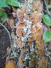 Trichaptum biforme