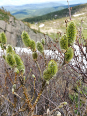 Salix