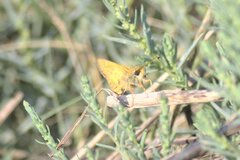 Atalopedes campestris