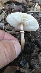 Leucoagaricus americanus