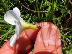 Oxalis stictocheila