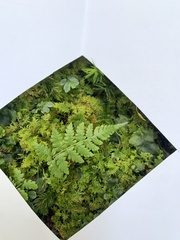 Macrothelypteris torresiana