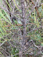 Casuarinaceae