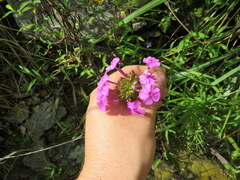 Phlox glaberrima
