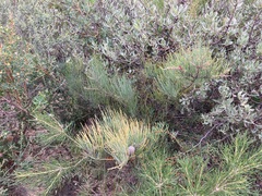Casuarinaceae