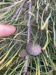 Casuarinaceae