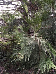 Calocedrus