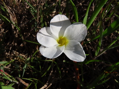 Oxalis stictocheila