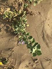 Vitex rotundifolia