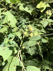 Polymnia canadensis