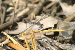 Erythrodiplax berenice
