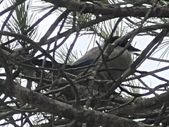 Cyanopica cooki