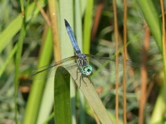 Pachydiplax longipennis
