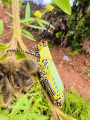 Zonocerus variegatus