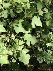 Polymnia canadensis