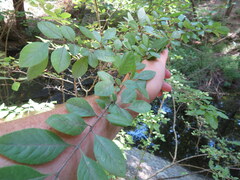 Forestiera ligustrina