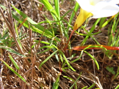 Oxalis stictocheila