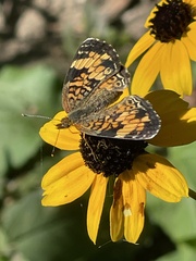 Phyciodes