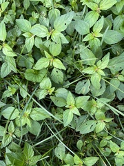 Acalypha