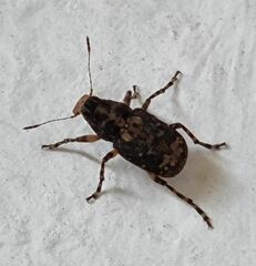 Tropiderini