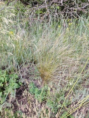 Stipa lessingiana