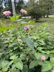 Lantana × strigocamara