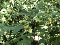 Polymnia canadensis