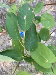 Amelanchier canadensis