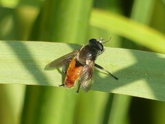 Polydontomyia curvipes