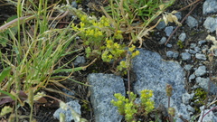 Sedum annuum