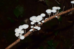 Marasmiineae