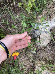 Isotropis cuneifolia