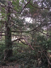 Calocedrus