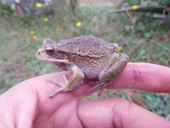 Gastrotheca