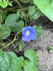 Ipomoea hederacea