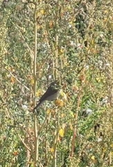 Iduna caligata