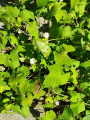 Ipomoea lacunosa