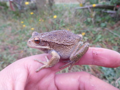 Gastrotheca