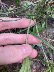 Isotropis cuneifolia