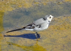 Motacilla alba alba