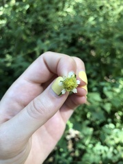 Polymnia canadensis